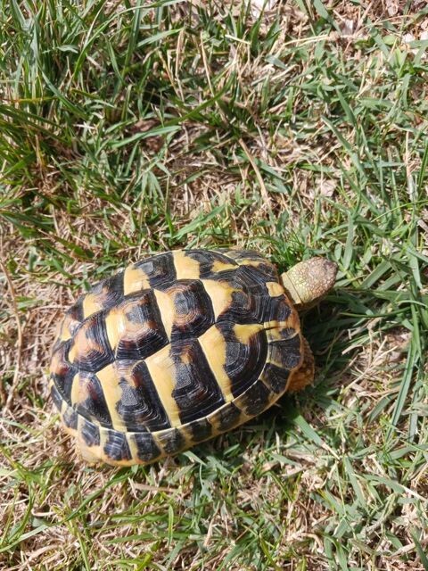 Tortue male 95 30600 Vauvert