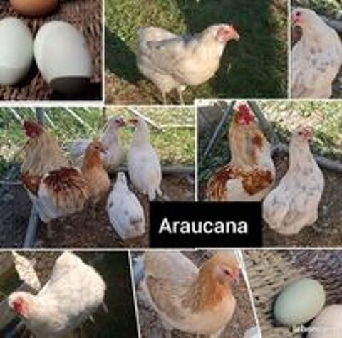   ?ufs fecondés de araucana  