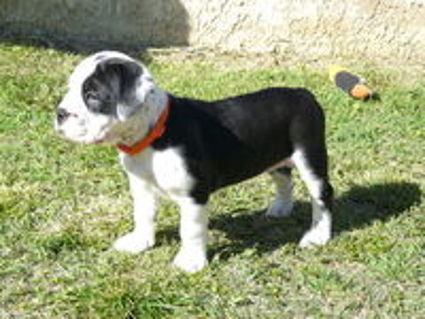   CHIOTS BULLDOG CONTINENTAL  