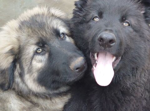 Chiots berger allemand ancien type 1500 92330 Sceaux