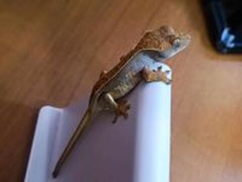   Geckos  crte juvniles 