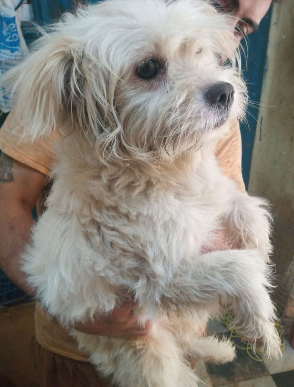   ADAM MALE NON CASTR 1AN1/2 A SAUVER D'GYPTE ADOPTION SEULEMENT  
