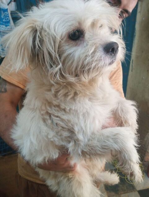 ADAM MALE NON CASTRÉ 1AN1/2 A SAUVER D'ÉGYPTE ADOPTION SEULEMENT 0 75018 Paris