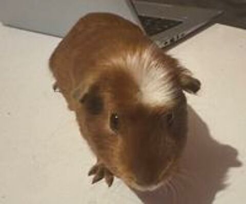   2 cochon d'Inde mâle  