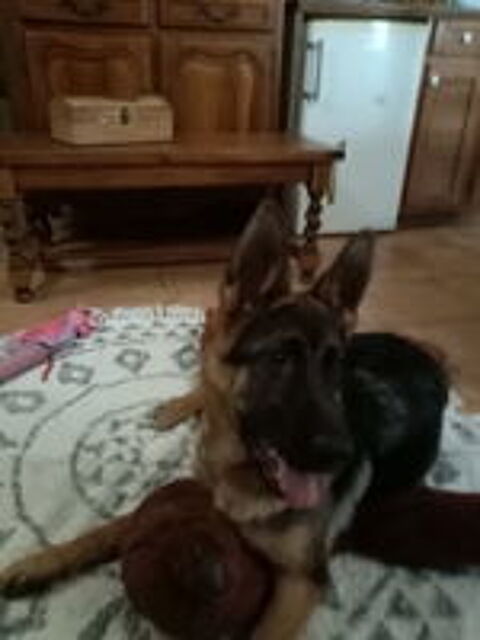   Donne petite chienne  