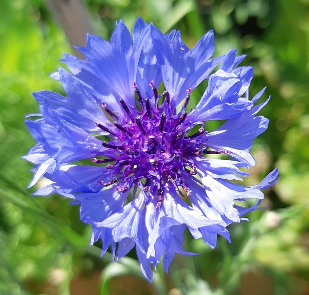 graines de bleuet de mon jardin sans traitement Jardin