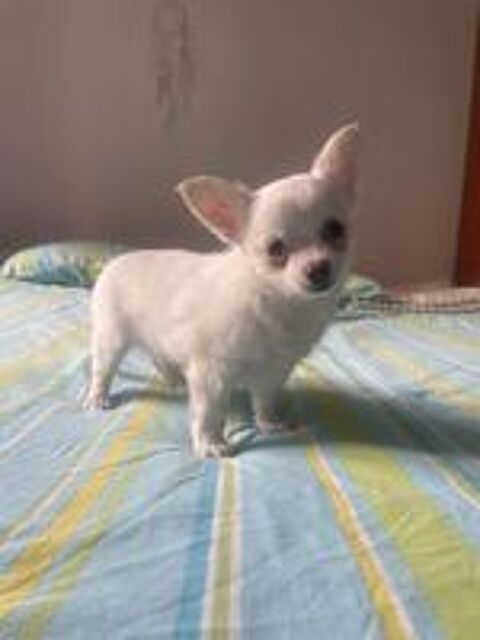   chiots chihuahua petit gabarit 