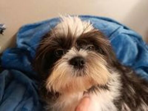   Shih tzu  