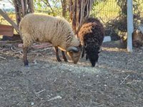   mouton bélier ouessant brun 