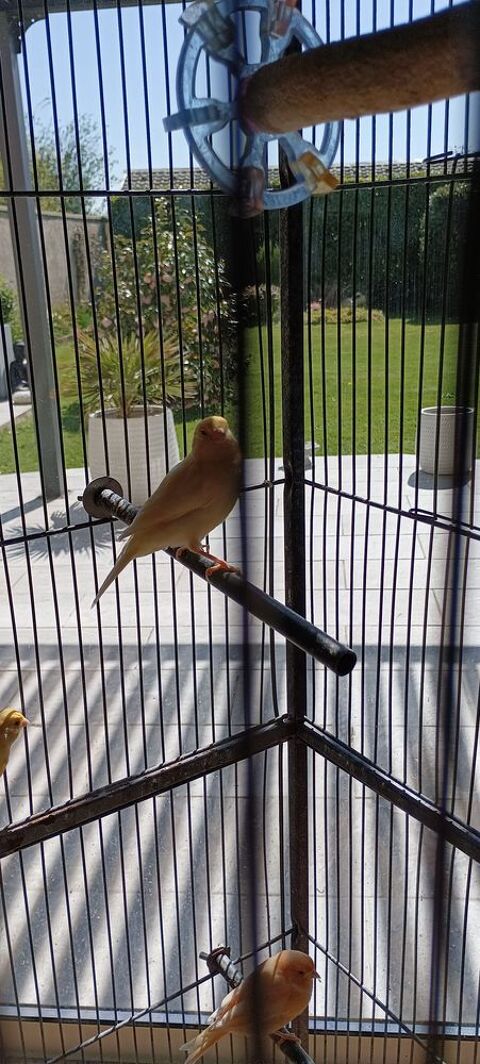 Canaris mâle ou femelle 20 76640 Alvimare