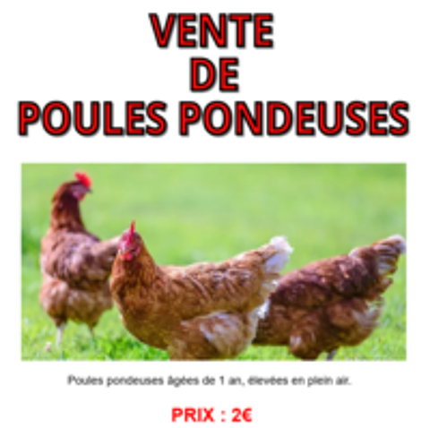  Poules pondeuses 