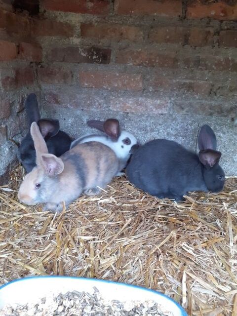 jeunes lapins Géant papillon 15 27400 Canappeville