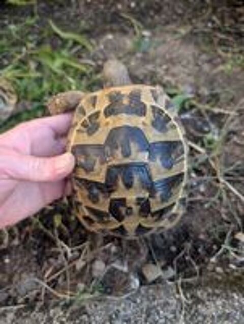   Tortue de terre  