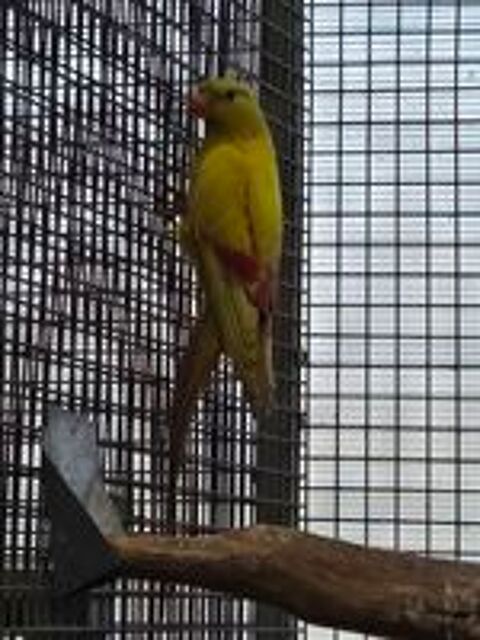   Mélanure pastel jaune  