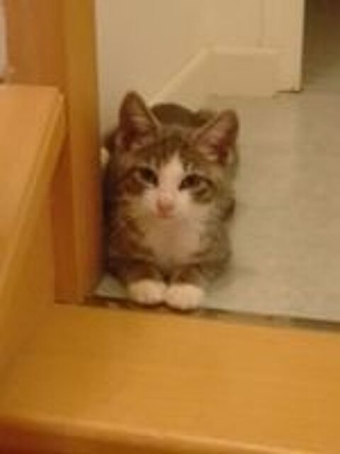   Donne Joli chaton 2,5 mois contre bons soins 