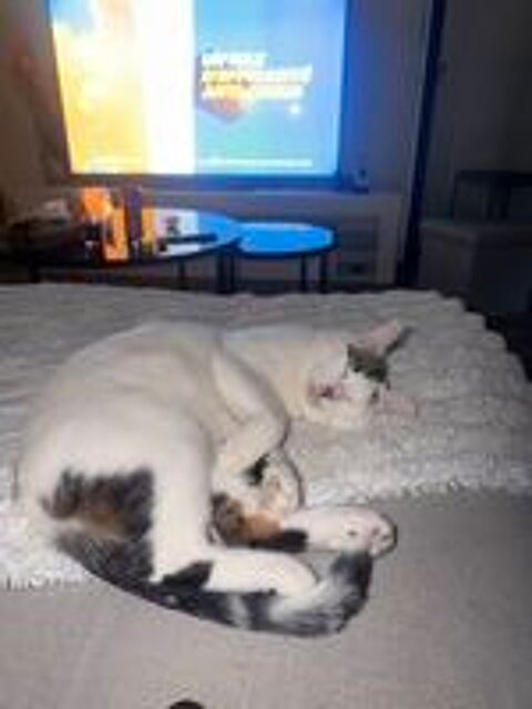   Don chat  