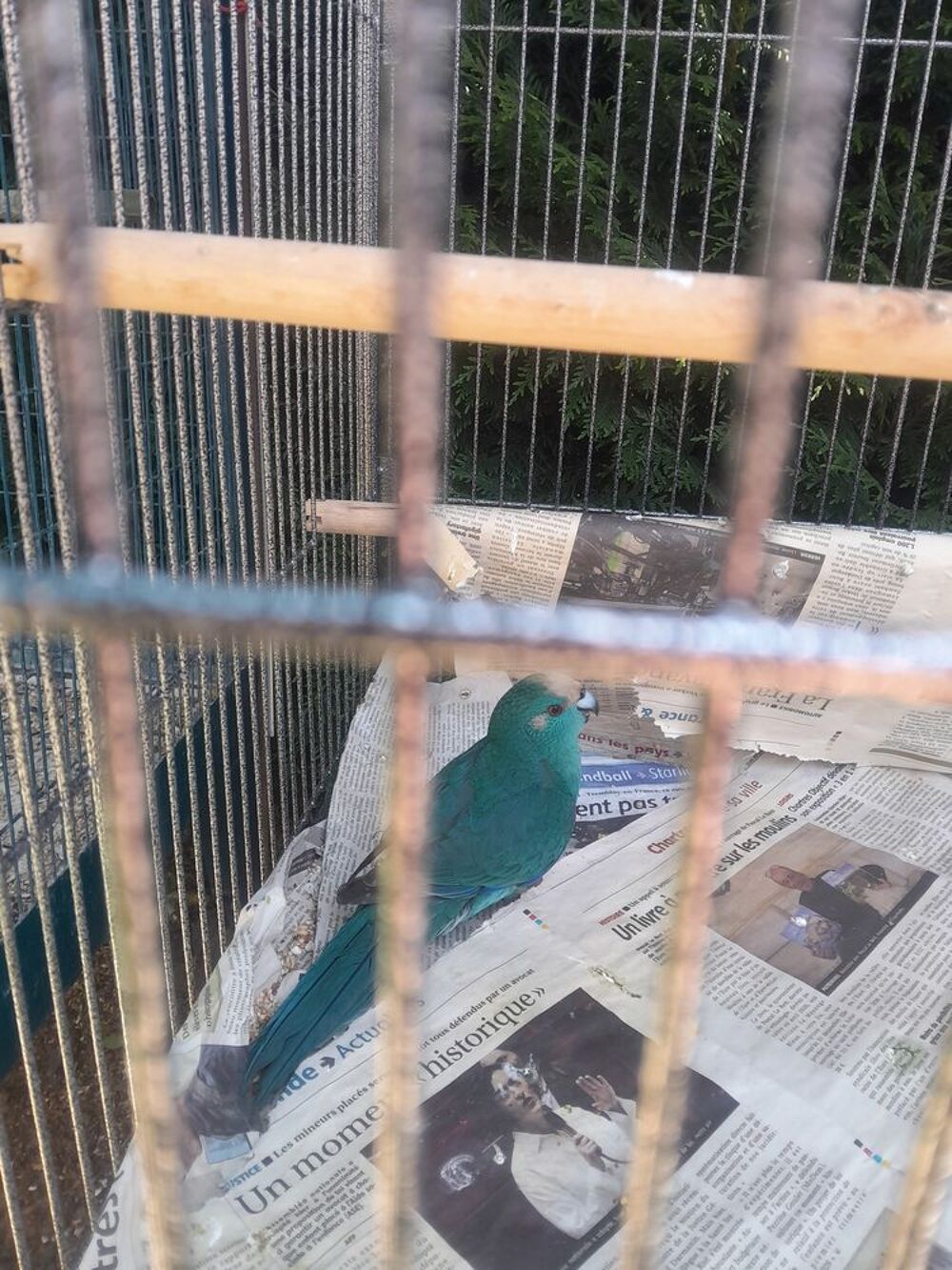   Kakarikis Bleu  