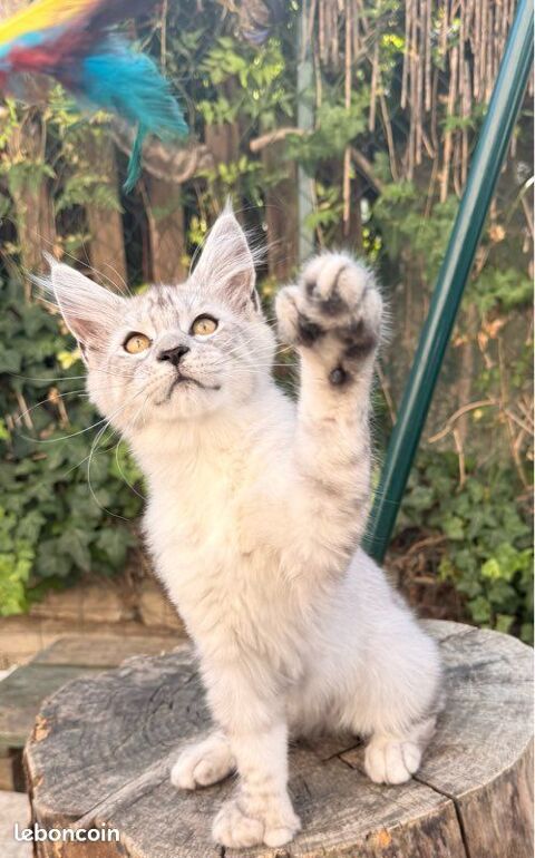 Chaton femelle Maine Coon LOOF polydactyle 1300 13400 Aubagne