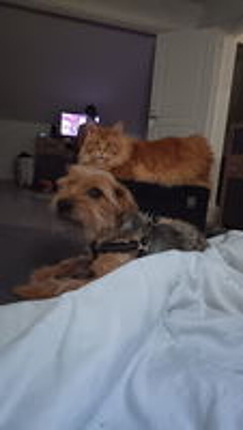   Yorkshire cherche famille dacceuil 