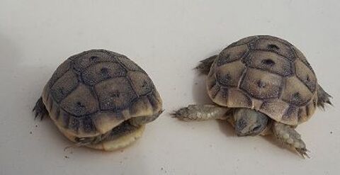 bébés tortues de terre 25 47200 Marmande