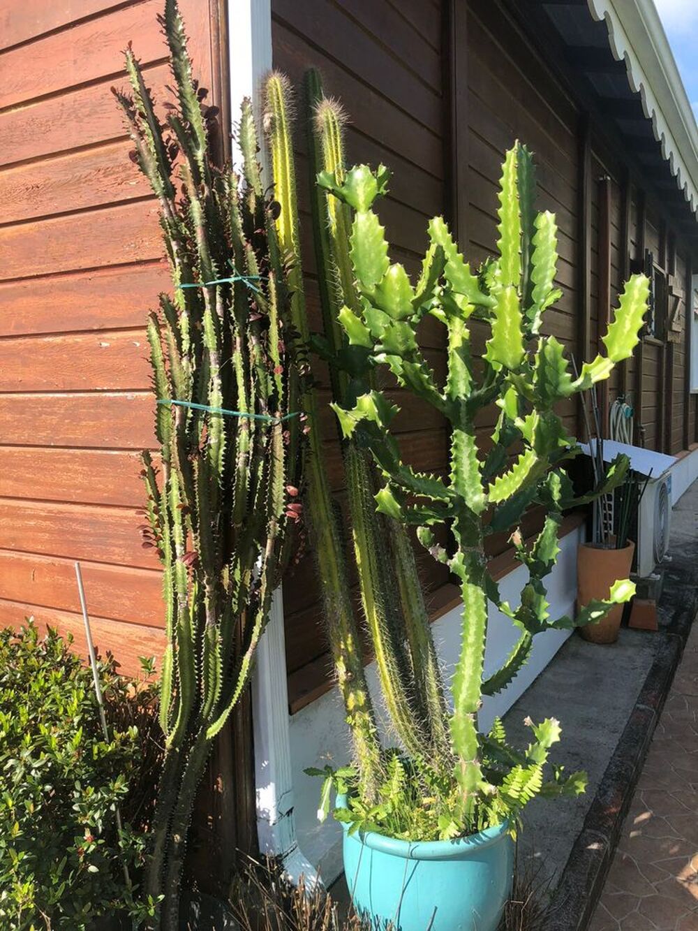 Plante grasse Jardin