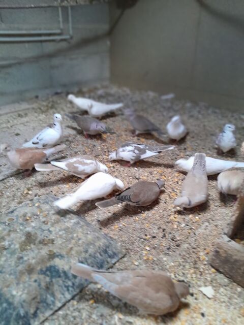 Tourterelles 8 24130 Prigonrieux