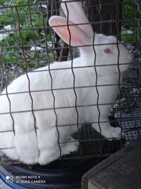 Lapins hybrides 25 59220 Denain