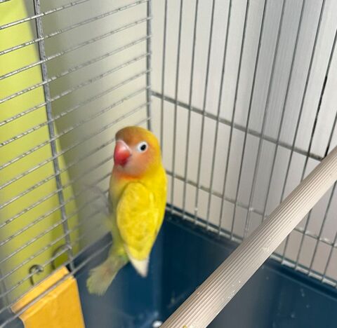 Ins&eacute;parable Personata jaune 30 68100 Mulhouse