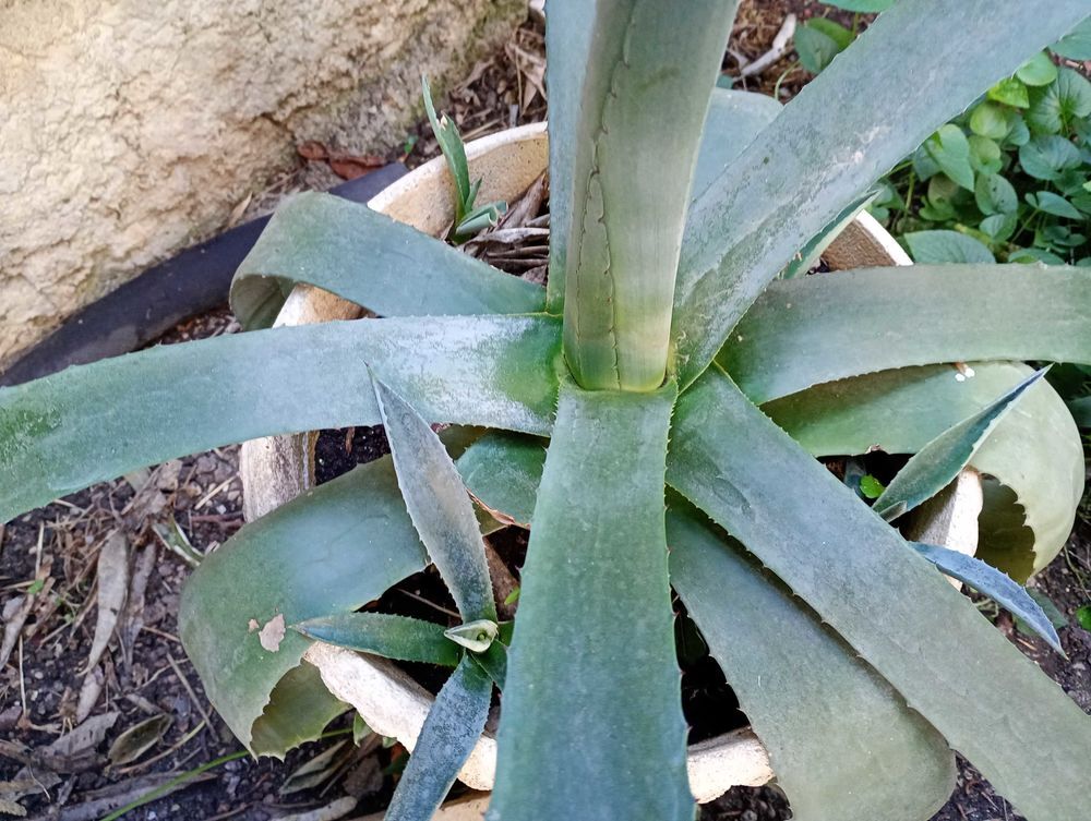 plante agave Jardin