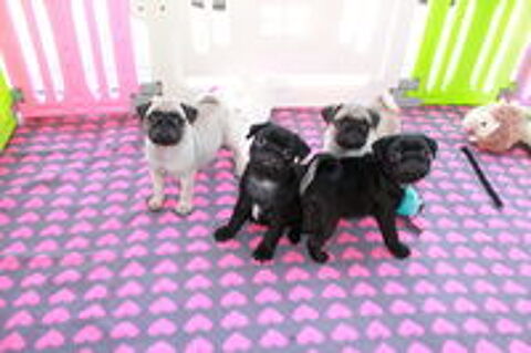   Chiots carlin sable et noir 
