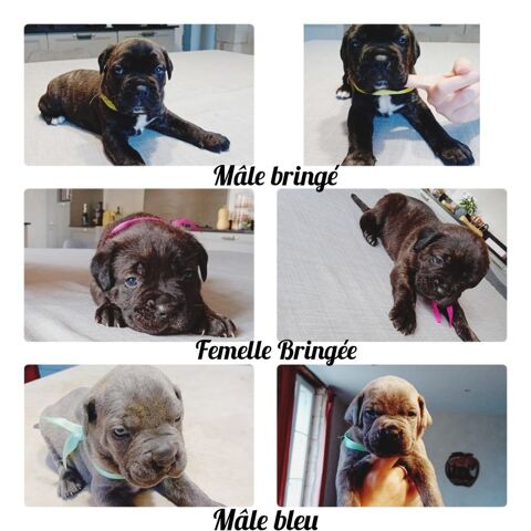 Chiots Cane Corso disponibles pour Pâques 0 86000 Poitiers