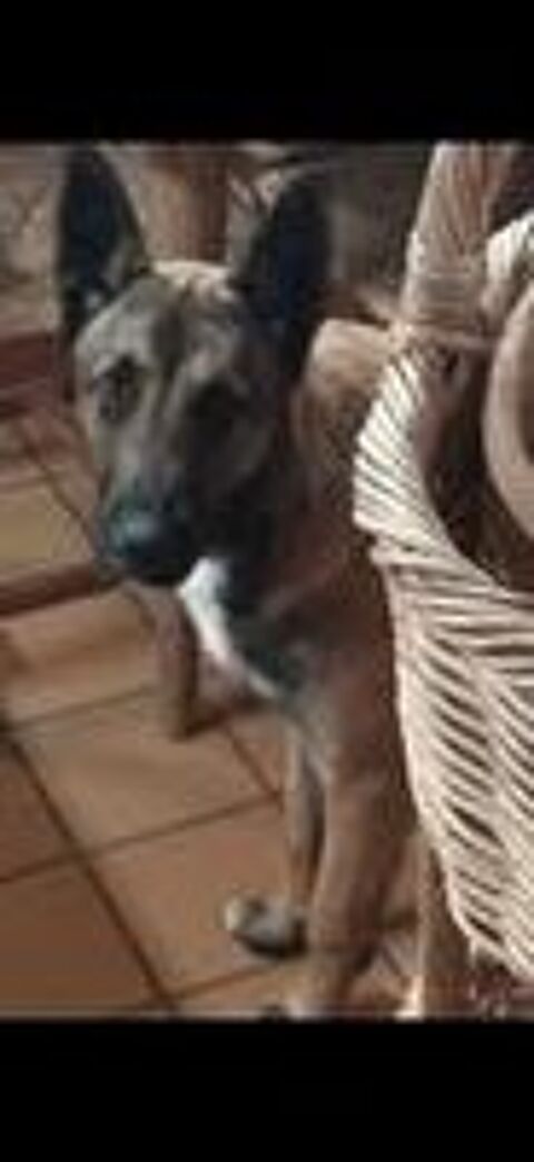   Chien BAAL  l adoption 
