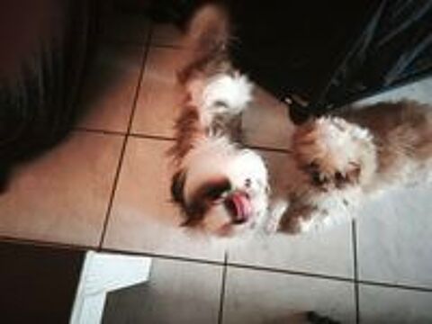   shih Tzu pour saillie  