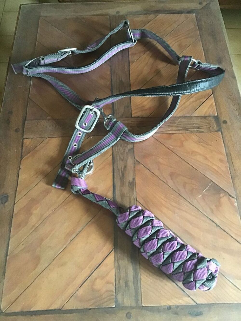 Licol mauve et grise Sports