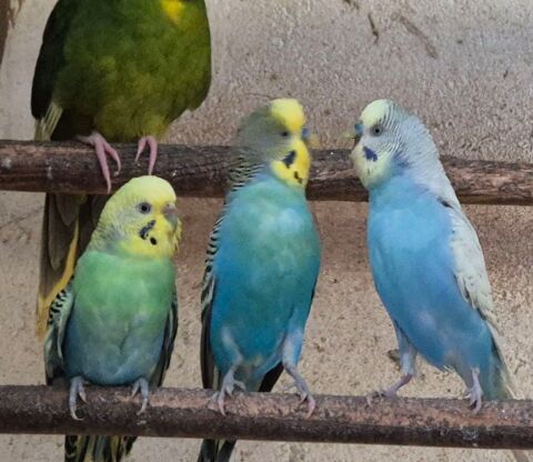 Perruches ondul&eacute;es M&acirc;les et Femelles 2025/26 15 60600 Clermont