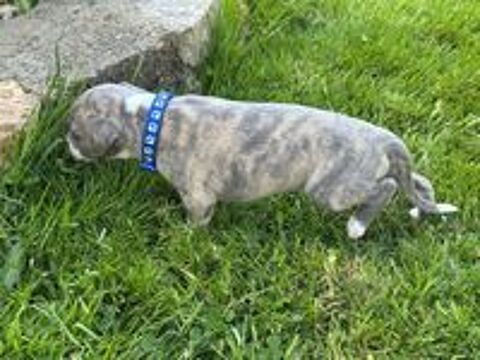   CHIOT WHIPPET  
