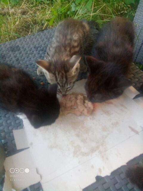 Chatons 0 87600 Rochechouart