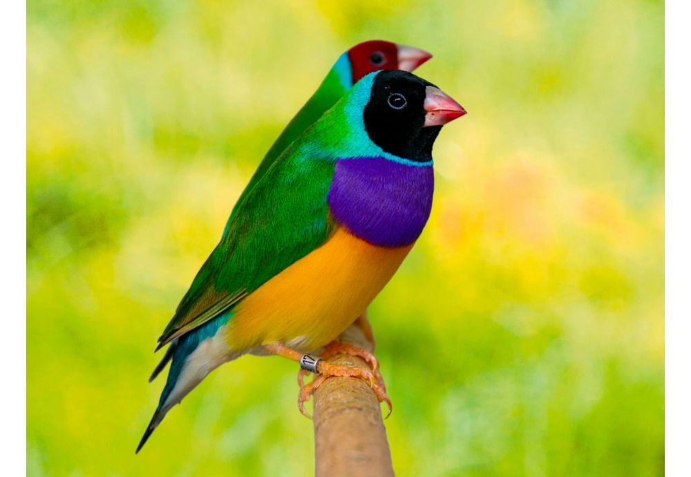   Divers oiseaux exotiques couple  