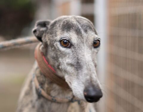 ARGENTINA 320 27620 Gasny