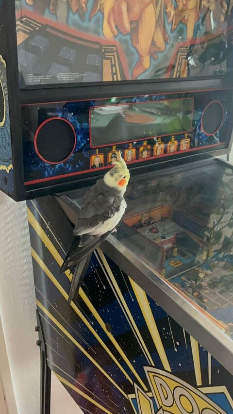 Récupére tous les jeux de bar a monnayeur en panne ou hs 1 Les Sables-d'Olonne (85)