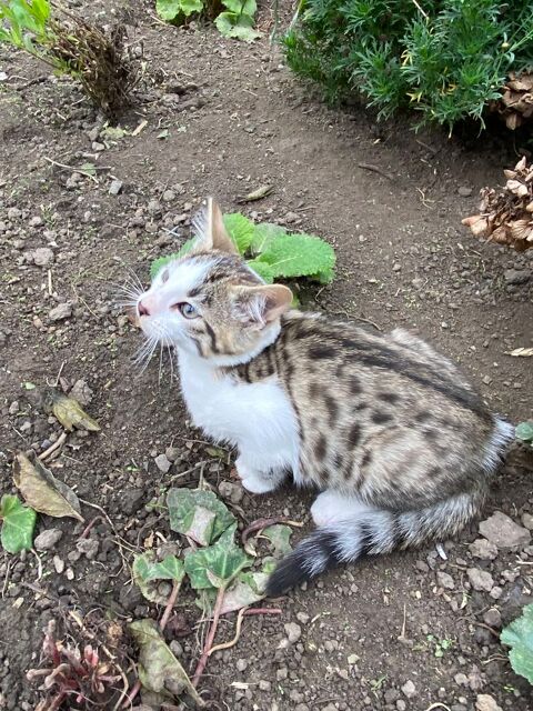 Croisée de Bengal 250 80140 Le translay