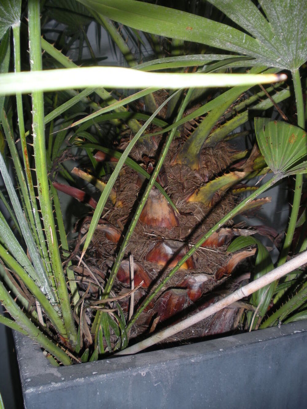 Palmier rustique CHAMAEROPS HUMILIS Jardin
