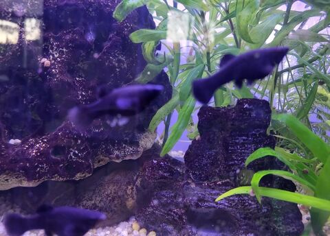 Velifera black 2 81100 Castres