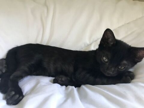 Chaton Bengal noir M&eacute;lanistique - RARE 1600 26200 Montélimar