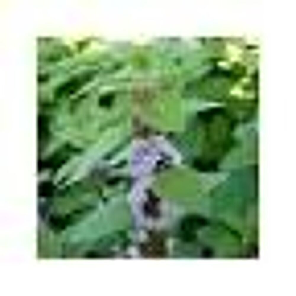 3 plants de menthe verte
Jardin