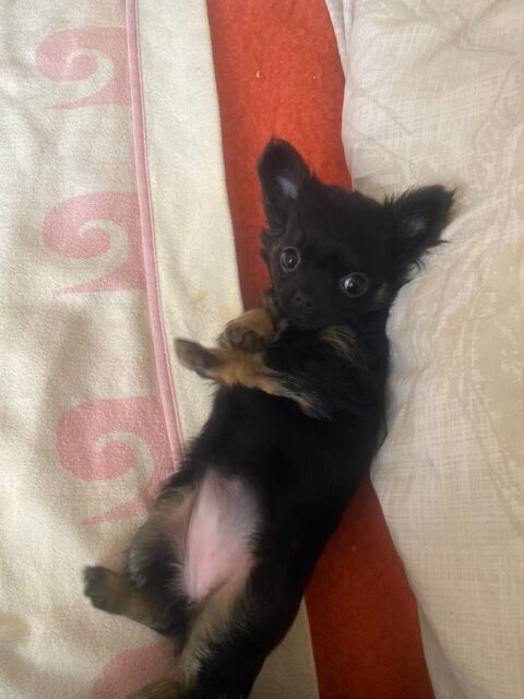 Magnifique bb femelle chihuahua 2 mois et demi noire 2500 06250 Mougins