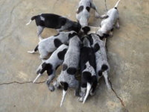   cède chiots petit bleu de Gascogne 