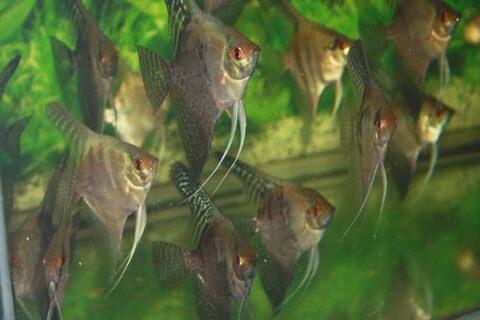 piossons aquarium 17380 Archingeay