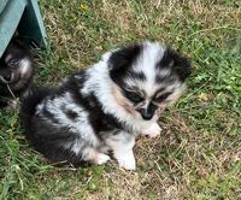   Superbes chiots Pomchi 