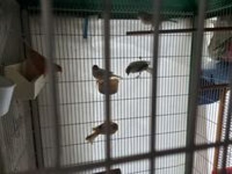   Canari  colombe diamant  